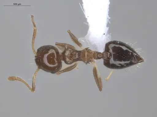 Crematogaster curvispinosa specimen ECOFOG-GAL18-0013-12 image ecofog-gal18-0013-12_1