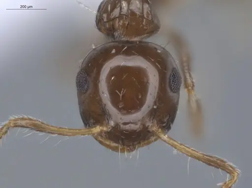 Crematogaster curvispinosa specimen ECOFOG-GAL18-0013-12 image ecofog-gal18-0013-12_2