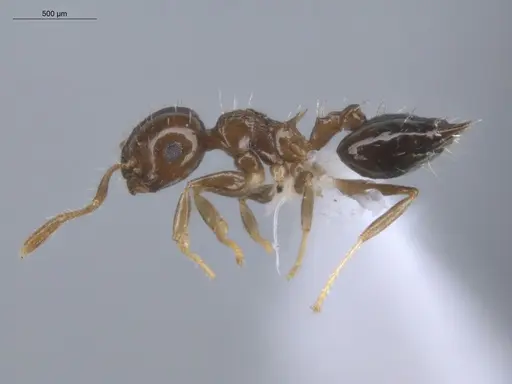 Crematogaster curvispinosa specimen ECOFOG-GAL18-0013-12 image ecofog-gal18-0013-12_3
