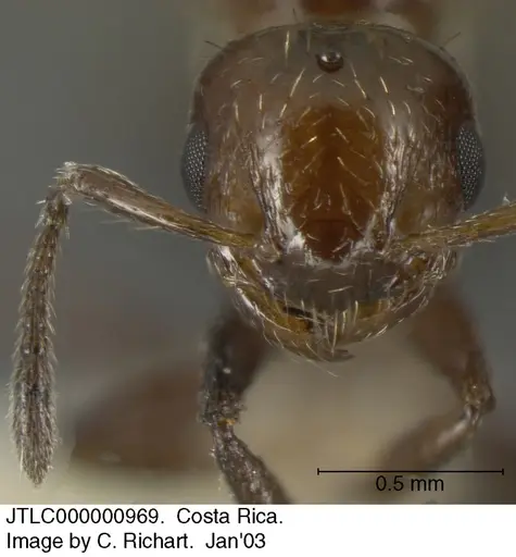 Crematogaster curvispinosa specimen JTLC000000969 image jtlc000000969_1