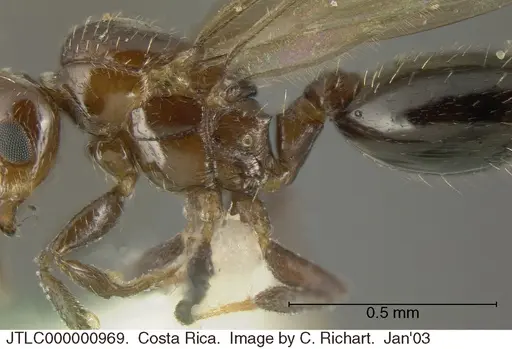 Crematogaster curvispinosa specimen JTLC000000969 image jtlc000000969_2