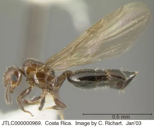 Crematogaster curvispinosa specimen JTLC000000969 image jtlc000000969_3