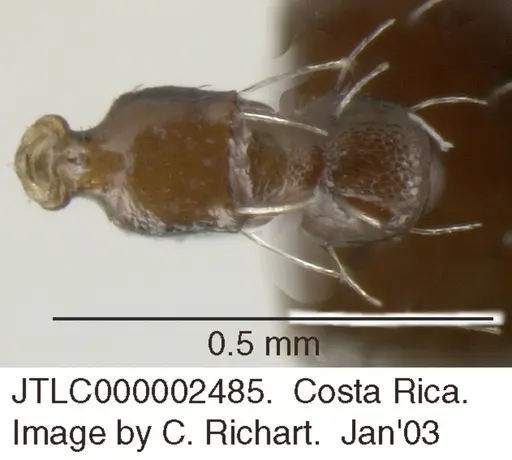 Crematogaster curvispinosa specimen JTLC000002485 image jtlc000002485_1