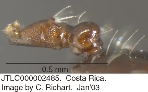 Crematogaster curvispinosa specimen JTLC000002485 image jtlc000002485_2
