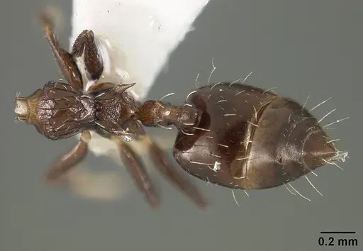 Crematogaster curvispinosa specimen USNMENT01124279 image usnment01124279_1