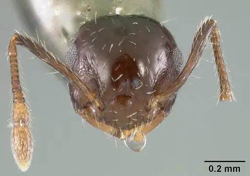 Crematogaster curvispinosa specimen USNMENT01124279 image usnment01124279_2