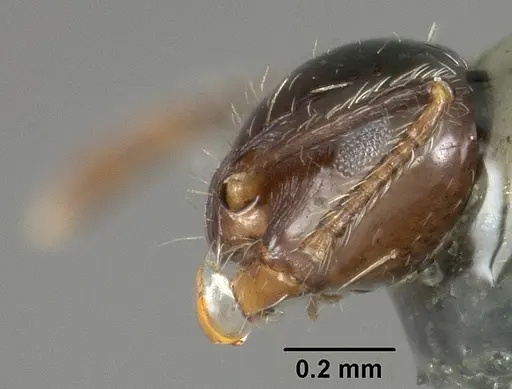 Crematogaster curvispinosa specimen USNMENT01124279 image usnment01124279_3