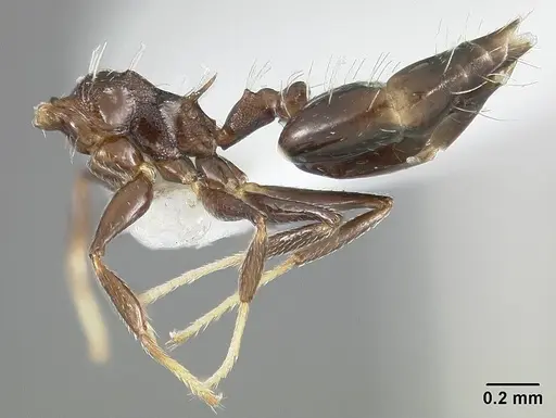 Crematogaster curvispinosa specimen USNMENT01124279 image usnment01124279_4