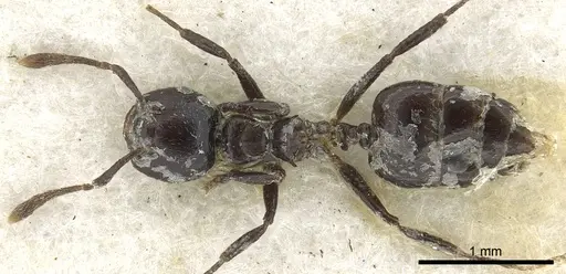 Crematogaster cuvierae specimen CASENT0902069 image casent0902069_1
