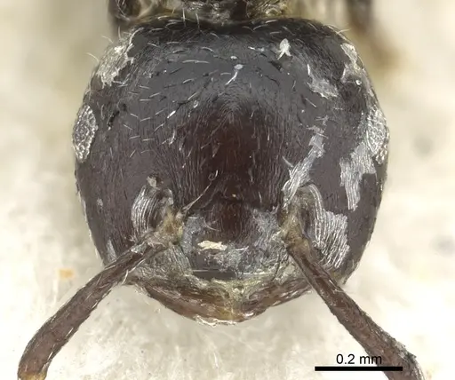 Crematogaster cuvierae specimen CASENT0902069 image casent0902069_2
