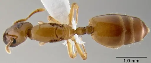 Crematogaster cylindriceps specimen CASENT0193916 image casent0193916_1