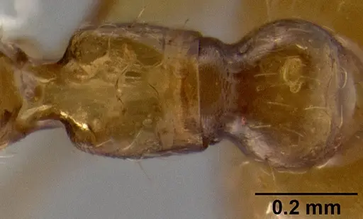 Crematogaster cylindriceps specimen CASENT0193916 image casent0193916_2