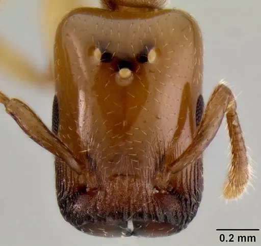 Crematogaster cylindriceps specimen CASENT0193916 image casent0193916_3