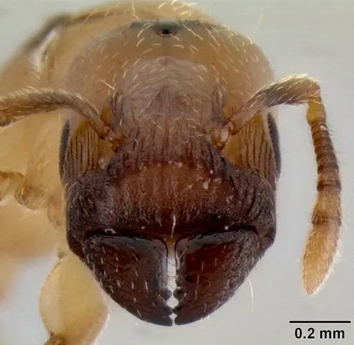 Crematogaster cylindriceps specimen CASENT0193916 image casent0193916_4