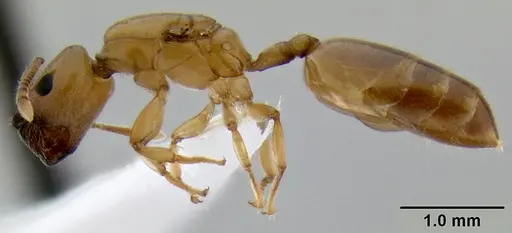 Crematogaster cylindriceps specimen CASENT0193916 image casent0193916_5
