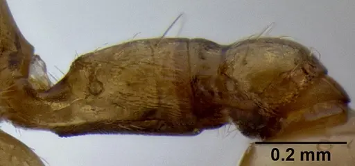 Crematogaster cylindriceps specimen CASENT0193916 image casent0193916_6