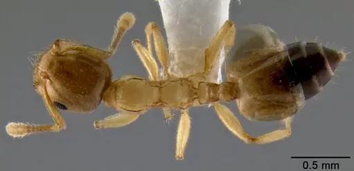Crematogaster cylindriceps specimen CASENT0193917 image casent0193917_1