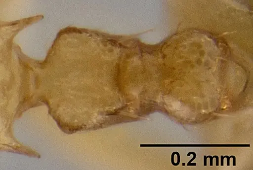 Crematogaster cylindriceps specimen CASENT0193917 image casent0193917_2