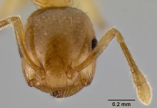 Crematogaster cylindriceps specimen CASENT0193917 image casent0193917_3