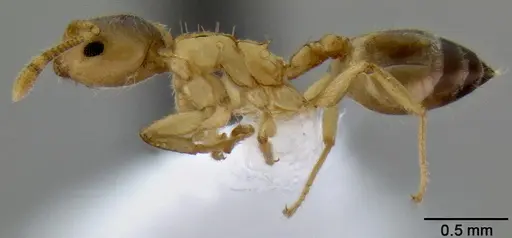 Crematogaster cylindriceps specimen CASENT0193917 image casent0193917_4