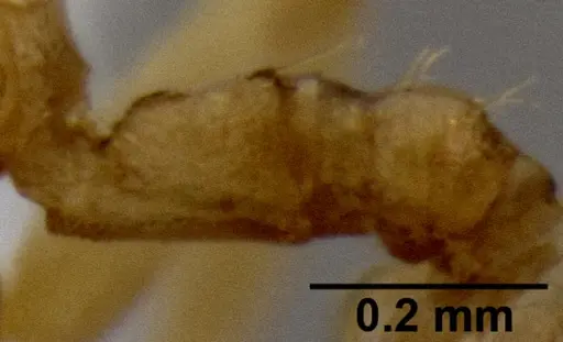 Crematogaster cylindriceps specimen CASENT0193917 image casent0193917_5