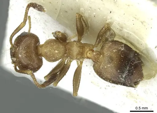 Crematogaster cypria specimen CASENT0912688 image casent0912688_1