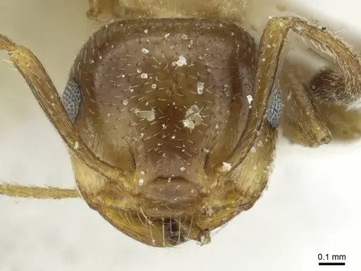 Crematogaster cypria specimen CASENT0912688 image casent0912688_2