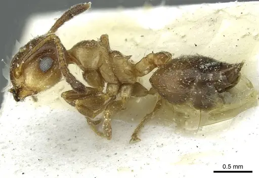 Crematogaster cypria specimen CASENT0912688 image casent0912688_3