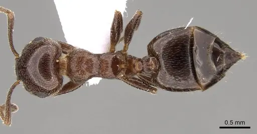 Crematogaster cypria specimen CASENT0914410 image casent0914410_1