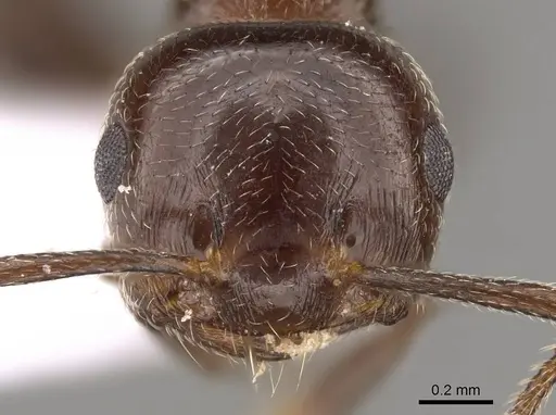 Crematogaster cypria specimen CASENT0914410 image casent0914410_2
