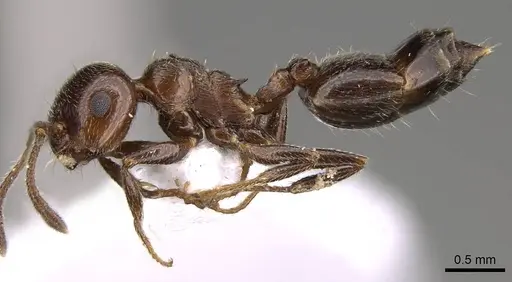 Crematogaster cypria specimen CASENT0914410 image casent0914410_3