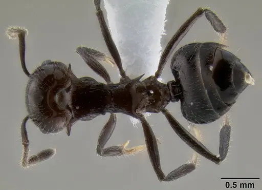 Crematogaster dahlii specimen CASENT0193602 image casent0193602_1