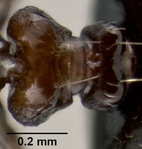 Crematogaster dahlii specimen CASENT0193602 image casent0193602_2