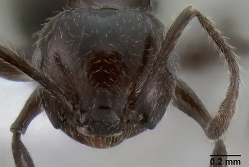 Crematogaster dahlii specimen CASENT0193602 image casent0193602_3