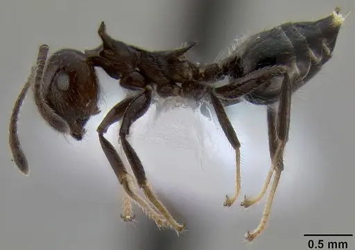 Crematogaster dahlii specimen CASENT0193602 image casent0193602_4