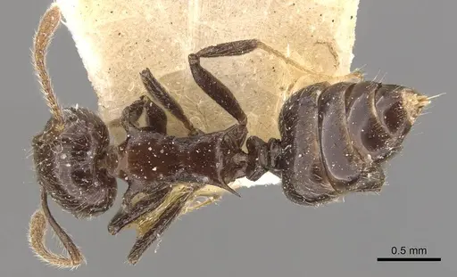 Crematogaster dahlii specimen CASENT0908463 image casent0908463_1