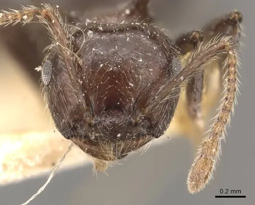Crematogaster dahlii specimen CASENT0908463 image casent0908463_2