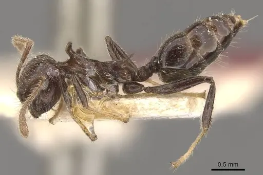 Crematogaster dahlii specimen CASENT0908463 image casent0908463_3