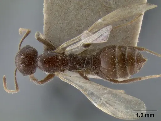 Crematogaster daisyi specimen CASENT0193631 image casent0193631_1