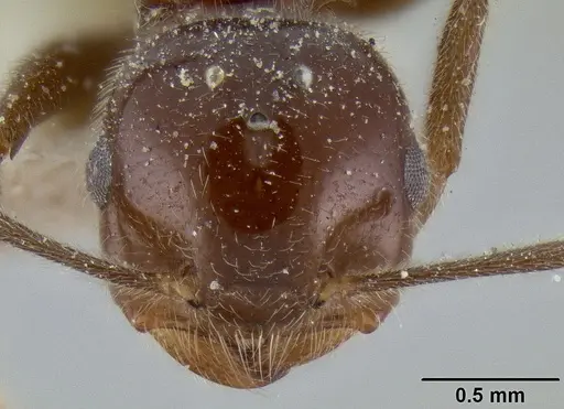 Crematogaster daisyi specimen CASENT0193631 image casent0193631_2