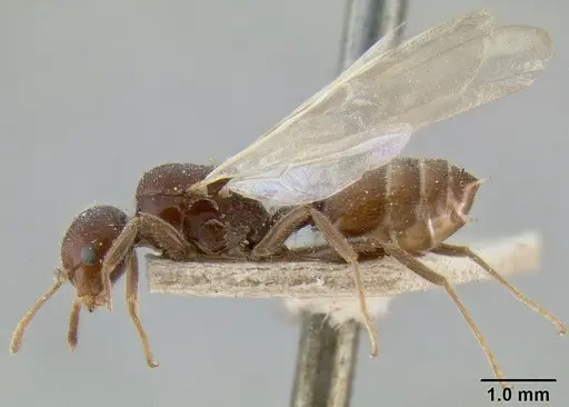Crematogaster daisyi specimen CASENT0193631 image casent0193631_3
