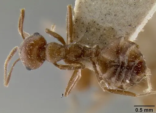 Crematogaster daisyi specimen CASENT0193634 image casent0193634_1