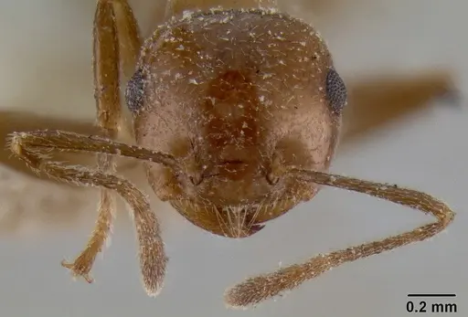 Crematogaster daisyi specimen CASENT0193634 image casent0193634_2