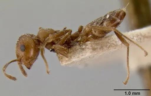 Crematogaster daisyi specimen CASENT0193634 image casent0193634_3