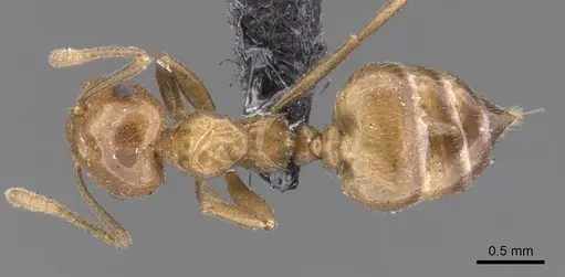 Crematogaster daisyi specimen CASENT0902114 image casent0902114_1