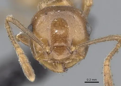 Crematogaster daisyi specimen CASENT0902114 image casent0902114_2