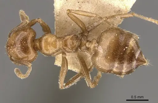 Crematogaster daisyi specimen CASENT0908644 image casent0908644_1