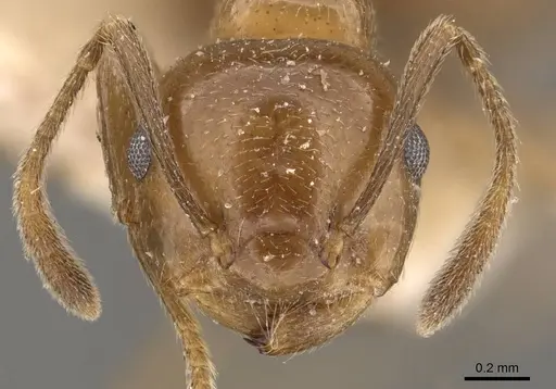 Crematogaster daisyi specimen CASENT0908644 image casent0908644_2