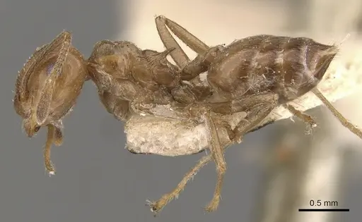 Crematogaster daisyi specimen CASENT0908644 image casent0908644_3