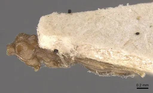 Crematogaster daisyi specimen CASENT0917805 image casent0917805_1